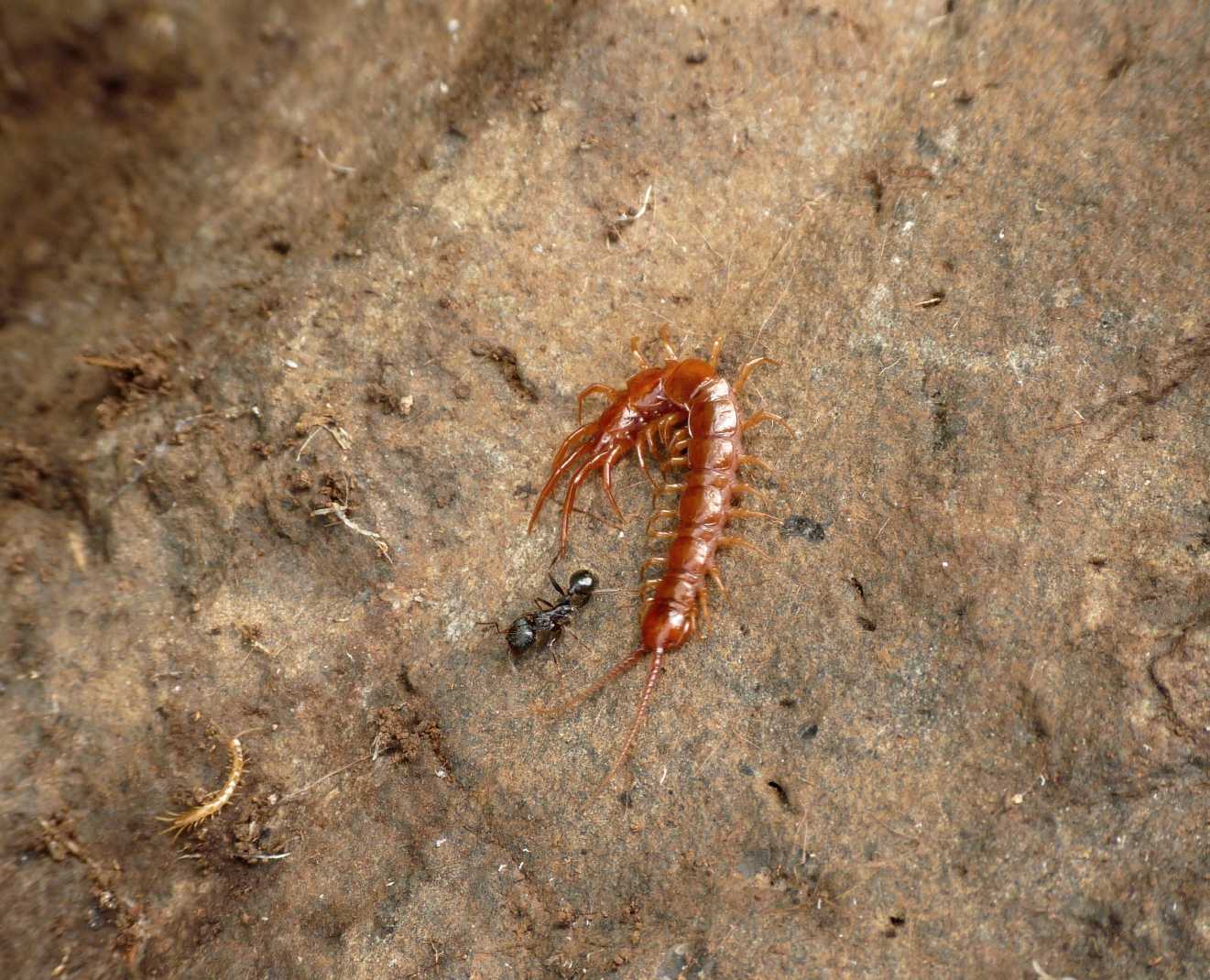 Lithobius di colore chiaro